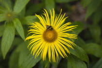 Bee on yellow coloured Inula Hookeri flower.