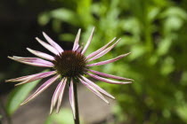 Close up of Echinacea purpurea Purple Coneflower.
