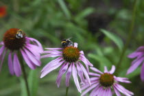 Bee on Echinacea purpurea Purple Coneflower.