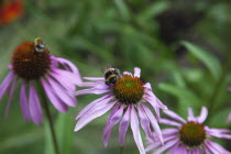 Bee on Echinacea purpurea Purple Coneflower.