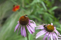 Bee on Echinacea purpurea Purple Coneflower.