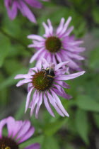 Bee on Echinacea purpurea Purple Coneflower.