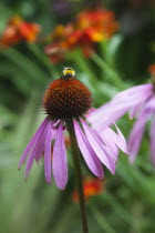 Bee on Echinacea purpurea Purple Coneflower.