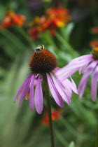 Bee on Echinacea purpurea Purple Coneflower.