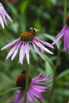 Bee on Echinacea purpurea Purple Coneflower.