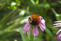 Bee on Echinacea purpurea Purple Coneflower.