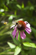 Bee on Echinacea purpurea Purple Coneflower.