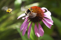 Bee on Echinacea purpurea Purple Coneflower.