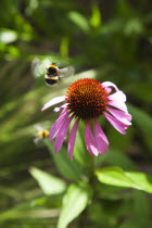 Bee on Echinacea purpurea Purple Coneflower.