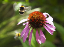 Bee on Echinacea purpurea Purple Coneflower.