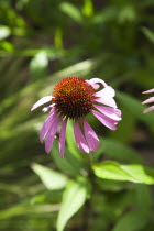 Bee on Echinacea purpurea Purple Coneflower.