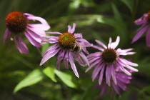 Bee on Echinacea purpurea Purple Coneflower.