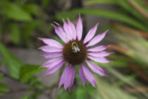 Bee on Echinacea purpurea Purple Coneflower.