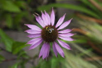 Bee on Echinacea purpurea Purple Coneflower.