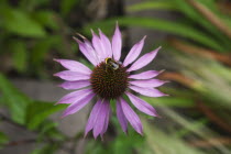 Bee on Echinacea purpurea Purple Coneflower.