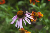 Bee on Echinacea purpurea Purple Coneflower.