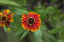Close up of Helenium Moerheim Beauty Sneezeweed flower.