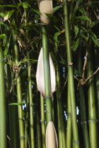 Close up of Semiarundinaria Fastuosa Bamboo growing in urban garden.