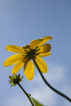 Rudbeckia laciniata Herbstsonne green headed coneflower.