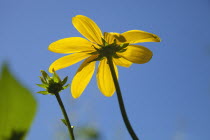 Rudbeckia laciniata Herbstsonne green headed coneflower.