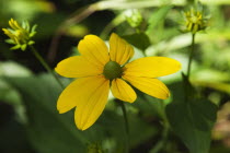 Rudbeckia laciniata Herbstsonne green headed coneflower.