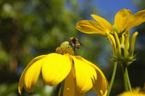 Bee on Rudbeckia laciniata Herbstsonne green headed coneflower.