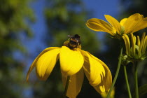 Bee on Rudbeckia laciniata Herbstsonne green headed coneflower.