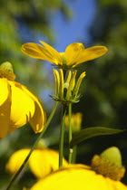 Rudbeckia laciniata Herbstsonne green headed coneflower.