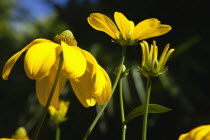 Rudbeckia laciniata Herbstsonne green headed coneflower.