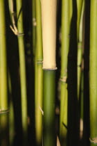 Close up of Semiarundinaria Fastuosa Bamboo growing in urban garden.