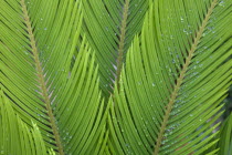 Rain droplets on the leaves of Cycas Revoluta Sago Palm.