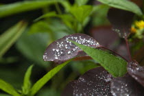 Water droplets on leaves of Smoke Bush, Cotinus Grace plant.