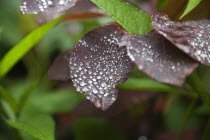 Water droplets on leaves of Smoke Bush, Cotinus Grace plant.