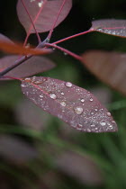 Water droplets on leaves of Smoke Bush, Cotinus Grace plant.