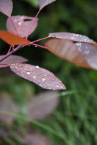 Water droplets on leaves of Smoke Bush, Cotinus Grace plant.