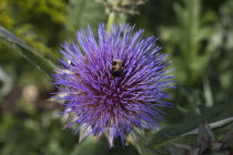 Bee on purple coloured Thistle.