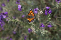 Red Admiral butterfly on purple wild flower.