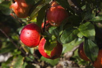 Red Apples growing on tree.