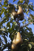 Conference Pears growing on tree.