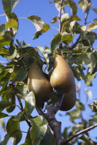 Conference Pears growing on tree.