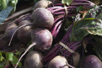 England, West Sussex, Funtingdon, Beetroot on sale in farm shop.