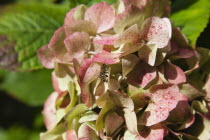 Close up of Hydrangea flowers.