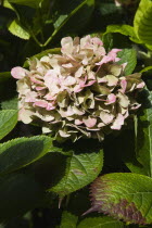 Close up of Hydrangea flowers.
