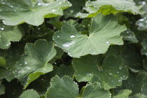 Rain drops on green coloured Ladys Mantle leaves, Alchemilla Mollis.