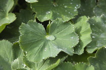 Rain drops on green coloured Ladys Mantle leaves, Alchemilla Mollis.