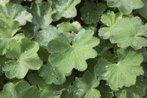 Rain drops on green coloured Ladys Mantle leaves, Alchemilla Mollis.