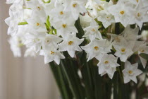 Display of Paperwhite Narcissus