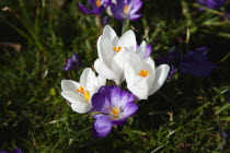 Low angled view of Crocuses growing wild amongst grass in public park.