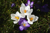 Low angled view of Crocuses growing wild amongst grass in public park.