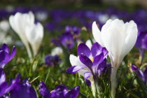 Low angled view of Crocuses growing wild amongst grass in public park.